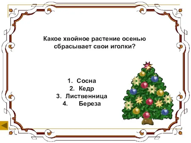 Какое хвойное растение осенью сбрасывает свои иголки? Сосна Кедр Лиственница Береза