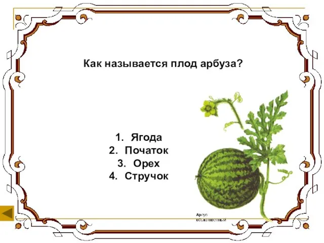 Как называется плод арбуза? Ягода Початок Орех Стручок