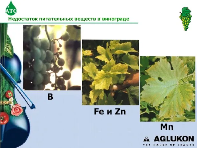 B Fe и Zn Мn Недостаток питательных веществ в винограде