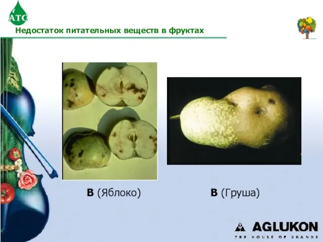 B (Яблоко) B (Груша) Недостаток питательных веществ в фруктах