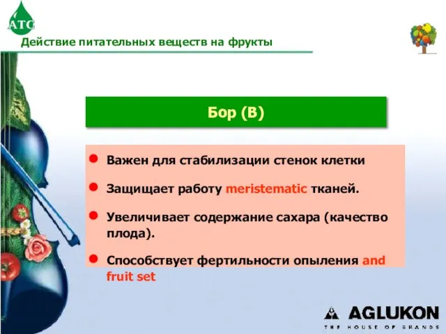 Бор (B) Важен для стабилизации стенок клетки Защищает работу meristematic тканей. Увеличивает