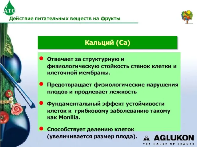 Кальций (Ca) Отвечает за структурную и физиологическую стойкость стенок клетки и клеточной