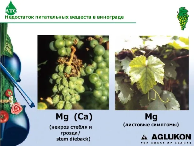 Недостаток питательных веществ в винограде Mg (Ca) Mg (листовые симптомы) (некроз стебля и грозди/ stem dieback)