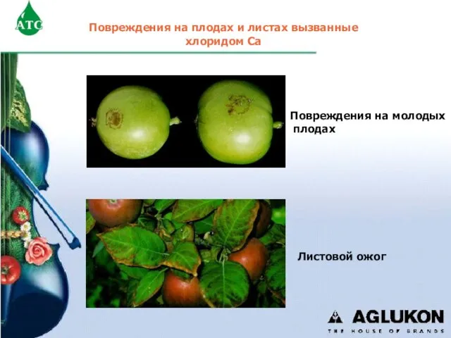 Повреждения на плодах и листах вызванные хлоридом Са Повреждения на молодых плодах Листовой ожог