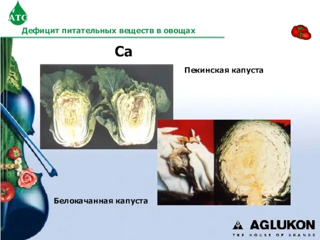 Белокачанная капуста Пекинская капуста Ca Дефицит питательных веществ в овощах