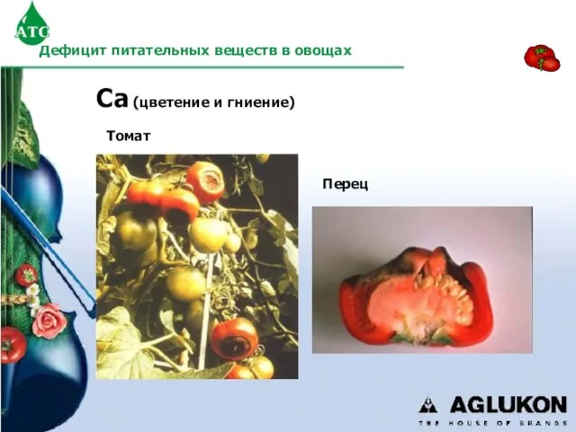 Ca (цветение и гниение) Томат Перец Дефицит питательных веществ в овощах