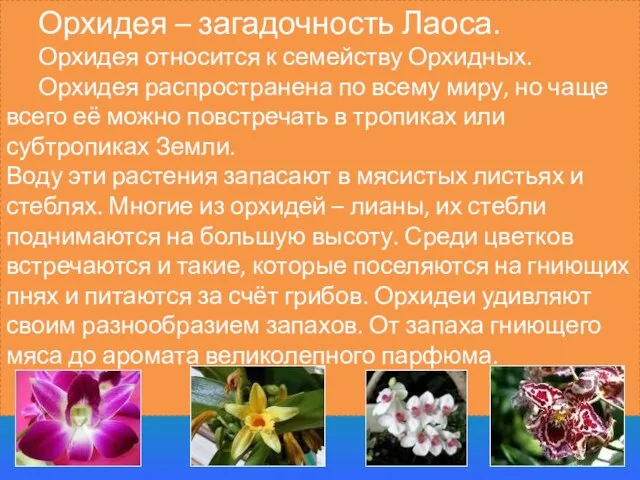 Орхидея – загадочность Лаоса. Орхидея относится к семейству Орхидных. Орхидея распространена по