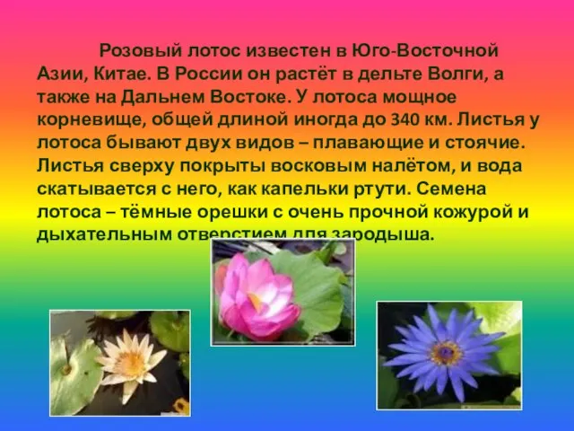 Розовый лотос известен в Юго-Восточной Азии, Китае. В России он растёт в