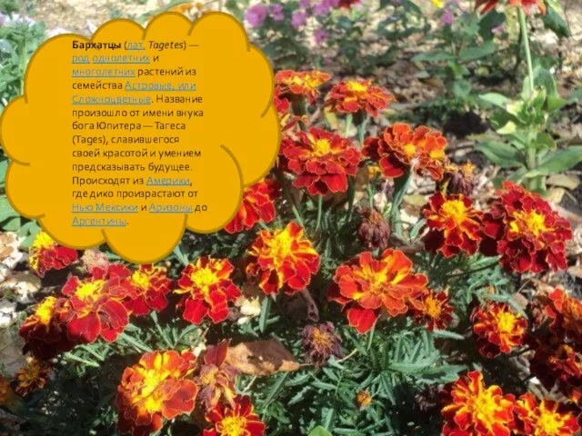 Бархатцы (лат. Tagetes) — род однолетних и многолетних растений из семейства Астровые,