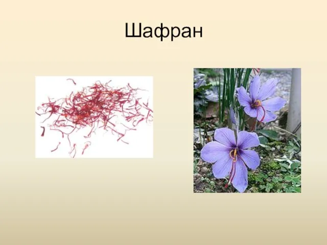 Шафран