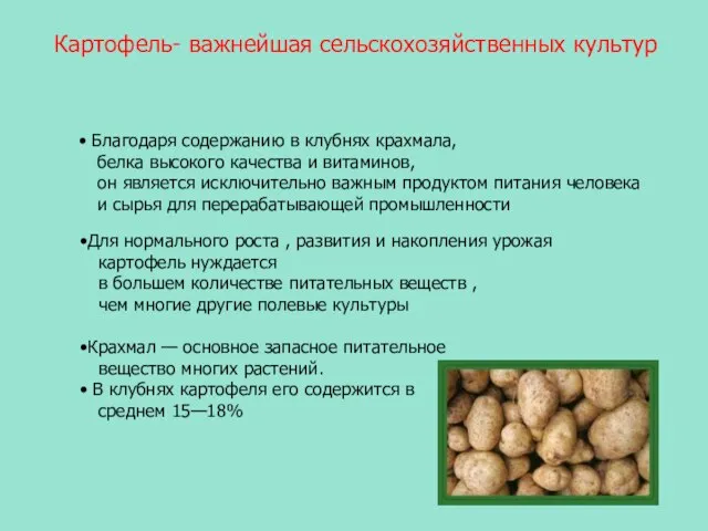 Картофель- важнейшая сельскохозяйственных культур Благодаря содержанию в клубнях крахмала, белка высокого качества