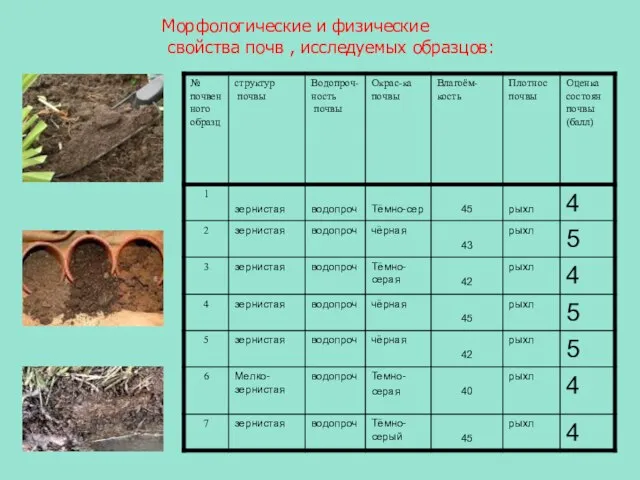 Морфологические и физические свойства почв , исследуемых образцов: