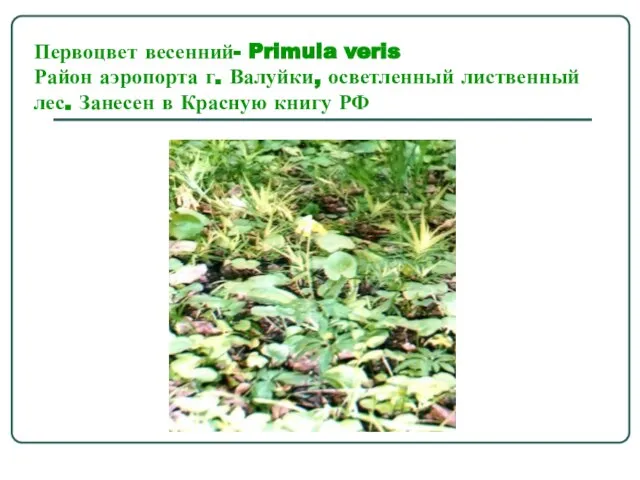 Первоцвет весенний- Primula veris Район аэропорта г. Валуйки, осветленный лиственный лес. Занесен в Красную книгу РФ