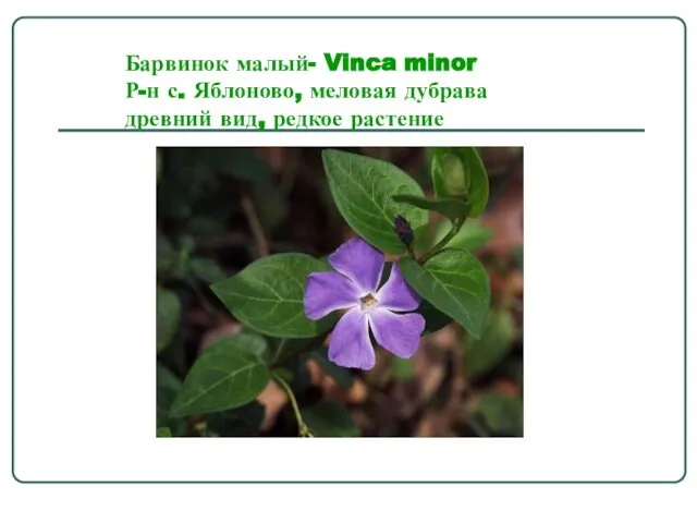 Барвинок малый- Vinca minor Р-н с. Яблоново, меловая дубрава древний вид, редкое растение