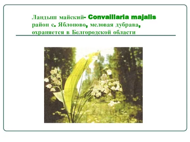 Ландыш майский- Convaillaria majalis район с. Яблоново, меловая дубрава, охраняется в Белгородской области