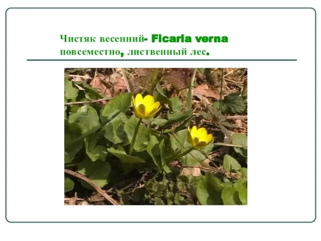 Чистяк весенний- Ficaria verna повсеместно, лиственный лес.