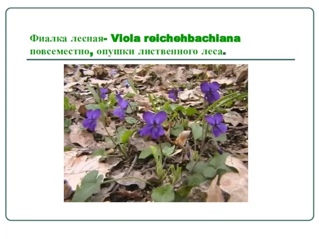 Фиалка лесная- Viola reichehbachiana повсеместно, опушки лиственного леса.