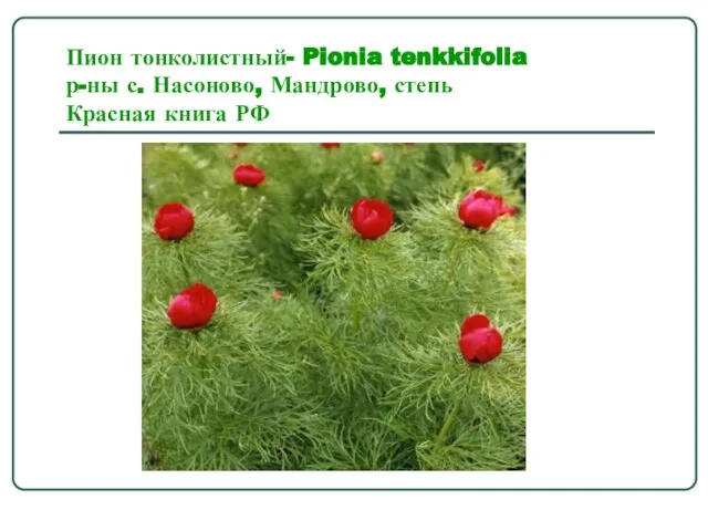 Пион тонколистный- Pionia tenkkifolia р-ны с. Насоново, Мандрово, степь Красная книга РФ