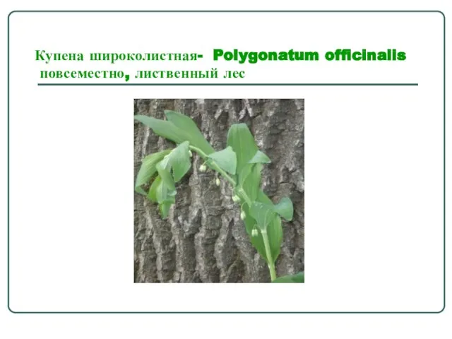 Купена широколистная- Polygonatum officinalis повсеместно, лиственный лес