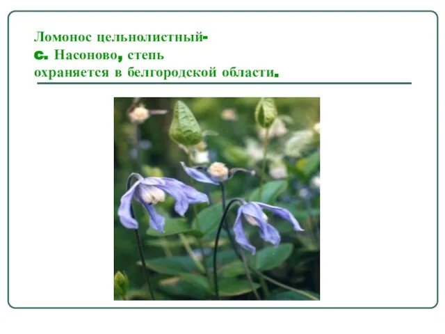 Ломонос цельнолистный- c. Насоново, степь охраняется в белгородской области.