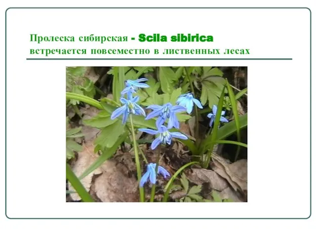 Пролеска сибирская - Scila sibirica встречается повсеместно в лиственных лесах