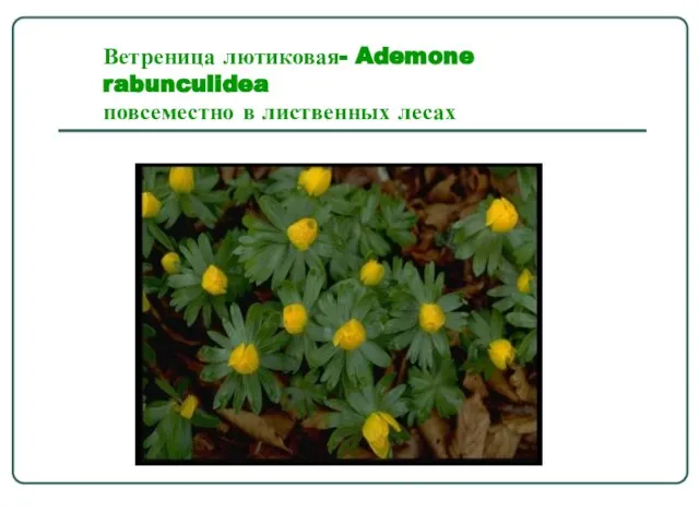 Ветреница лютиковая- Ademone rabunculidea повсеместно в лиственных лесах
