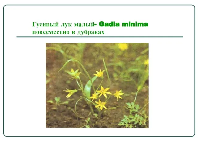Гусиный лук малый- Gadia minima повсеместно в дубравах
