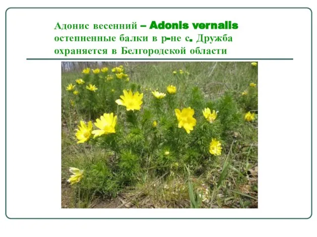 Адонис весенний – Adonis vernalis остепненные балки в р-не с. Дружба охраняется в Белгородской области