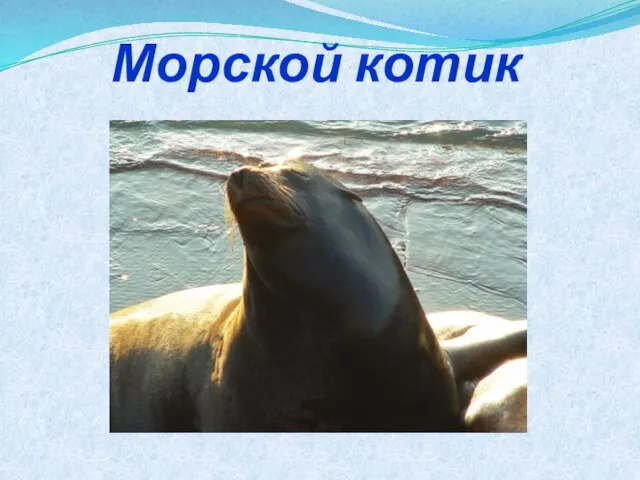 Морской котик