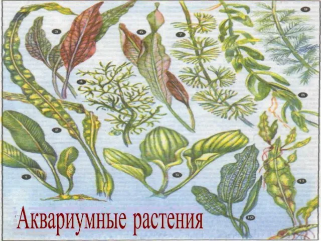 Аквариумные растения