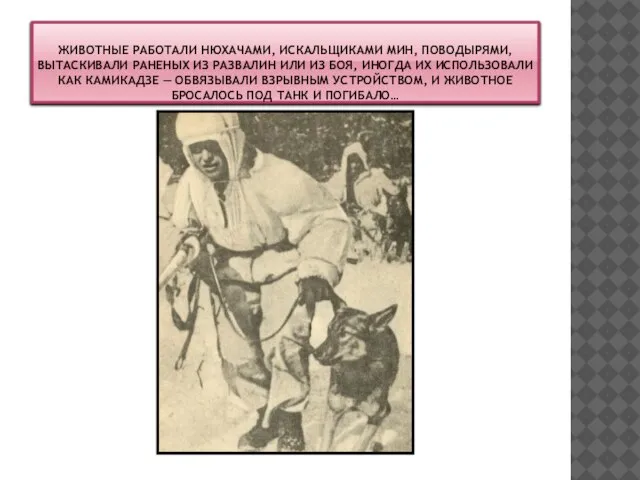 ЖИВОТНЫЕ РАБОТАЛИ НЮХАЧАМИ, ИСКАЛЬЩИКАМИ МИН, ПОВОДЫРЯМИ, ВЫТАСКИВАЛИ РАНЕНЫХ ИЗ РАЗВАЛИН ИЛИ ИЗ