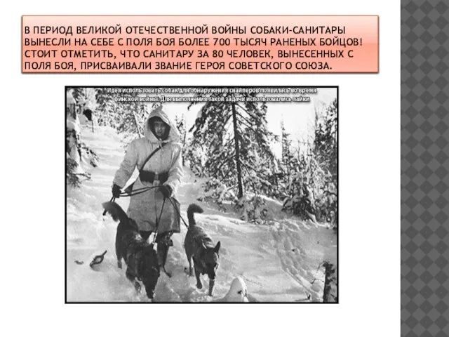 В ПЕРИОД ВЕЛИКОЙ ОТЕЧЕСТВЕННОЙ ВОЙНЫ СОБАКИ-САНИТАРЫ ВЫНЕСЛИ НА СЕБЕ С ПОЛЯ БОЯ