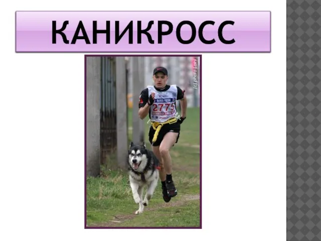 КАНИКРОСС