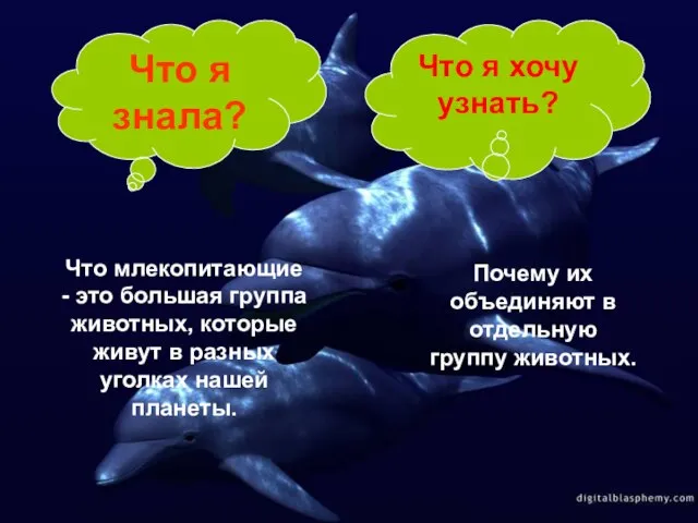 Что я знала? Что я хочу узнать? Что млекопитающие - это большая