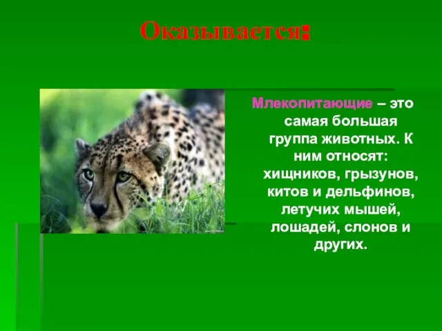 Оказывается: Млекопитающие – это самая большая группа животных. К ним относят: хищников,