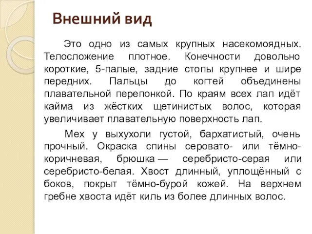 Внешний вид Это одно из самых крупных насекомоядных. Телосложение плотное. Конечности довольно