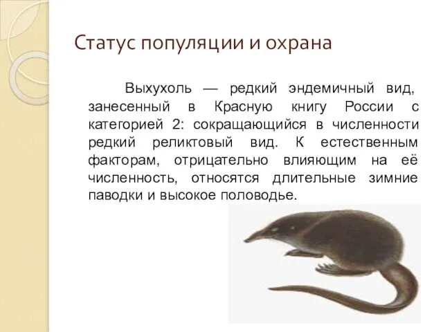 Статус популяции и охрана Выхухоль — редкий эндемичный вид, занесенный в Красную
