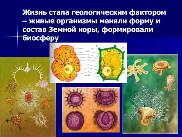 Жизнь стала геологическим фактором – живые организмы меняли форму и состав Земной коры, формировали биосферу