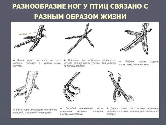 РАЗНООБРАЗИЕ НОГ У ПТИЦ СВЯЗАНО С РАЗНЫМ ОБРАЗОМ ЖИЗНИ