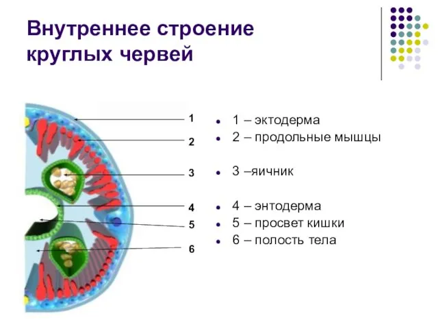 Внутреннее строение круглых червей 1 – эктодерма 2 – продольные мышцы 3