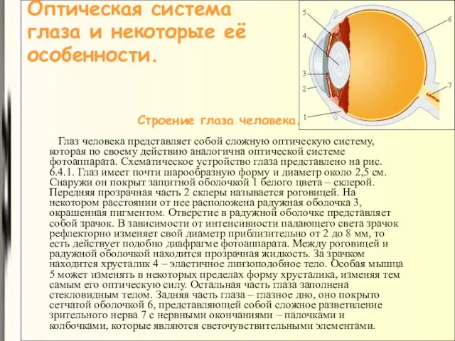 Оптическая система глаза и некоторые её особенности. Строение глаза человека. Глаз человека