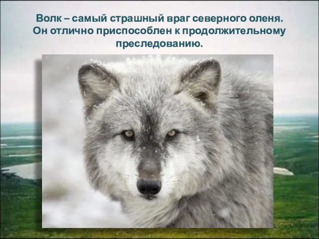 Волк – самый страшный враг северного оленя. Он отлично приспособлен к продолжительному преследованию.