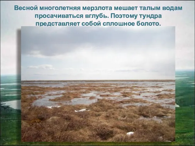 Весной многолетняя мерзлота мешает талым водам просачиваться вглубь. Поэтому тундра представляет собой сплошное болото.