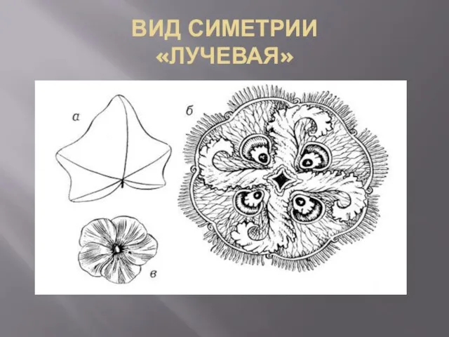 ВИД СИМЕТРИИ «ЛУЧЕВАЯ»