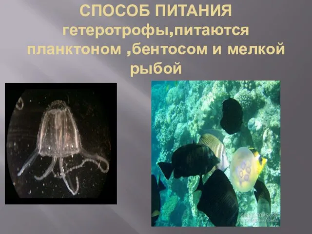 СПОСОБ ПИТАНИЯ гетеротрофы,питаются планктоном ,бентосом и мелкой рыбой