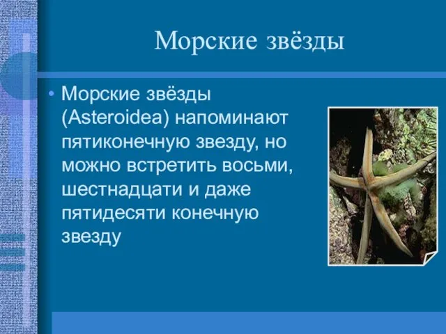 Морские звёзды Морские звёзды (Asteroidea) напоминают пятиконечную звезду, но можно встретить восьми,