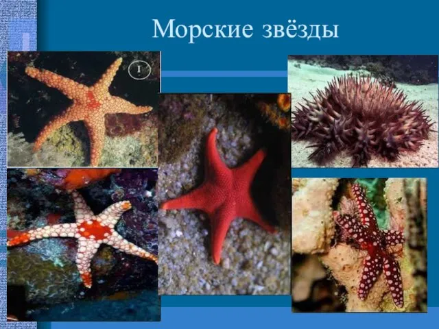 Морские звёзды