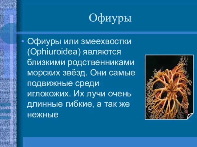 Офиуры Офиуры или змеехвостки (Ophiuroidea) являются близкими родственниками морских звёзд. Они самые