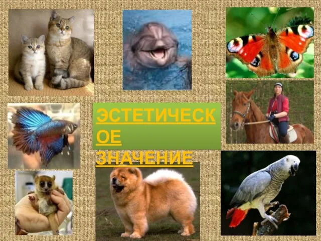 ЭСТЕТИЧЕСКОЕ ЗНАЧЕНИЕ