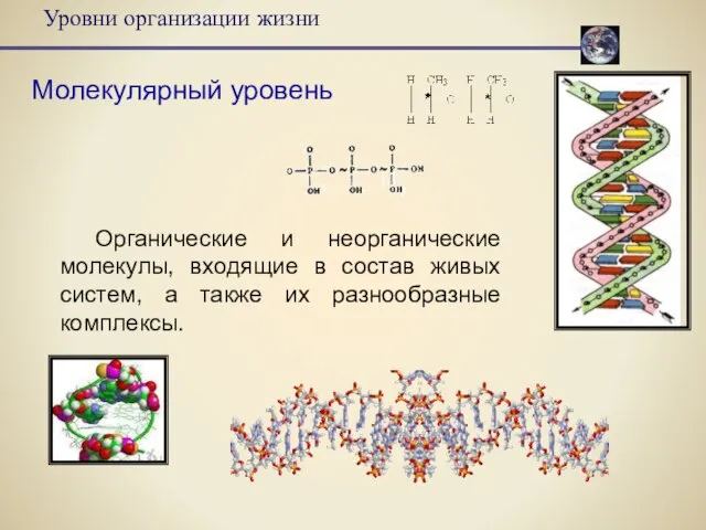 Уровни организации жизни Молекулярный уровень Органические и неорганические молекулы, входящие в состав